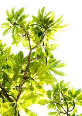 Yaprak çerçeve izole beyaz zemin üzerine