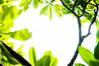 Yaprak çerçeve izole beyaz zemin üzerine