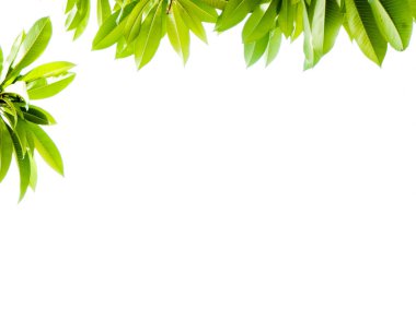 Yaprak çerçeve izole beyaz zemin üzerine