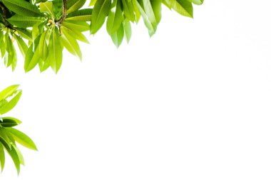 Yaprak çerçeve izole beyaz zemin üzerine