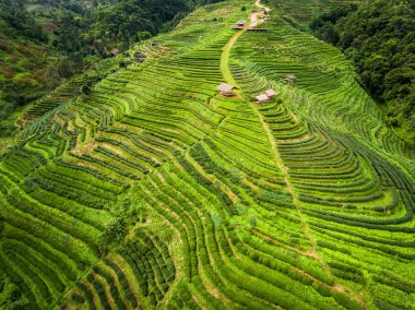 Çay plantasyon Teras highland içinde