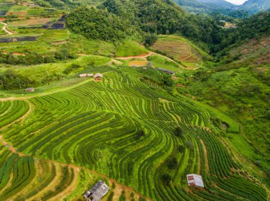 Çay plantasyon Teras highland içinde