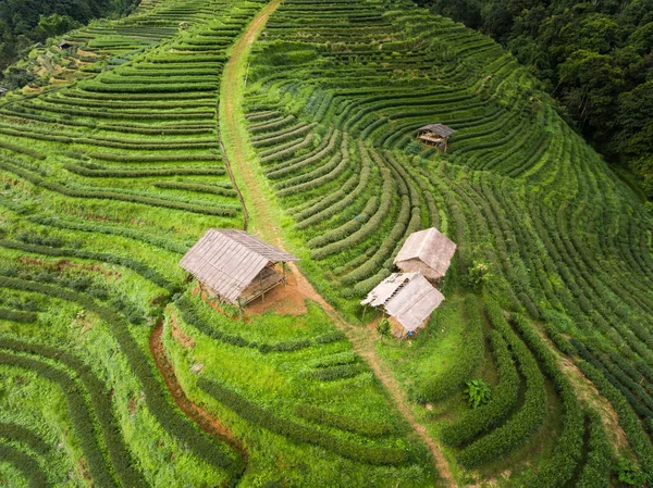 Terraço de plantação de chá em Highland — Fotografia de Stock