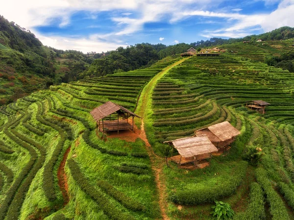 Terrazza piantagione di tè in altopiano — Foto Stock