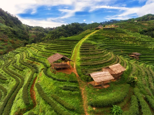 Терраса чайных плантаций в высокогорье — стоковое фото