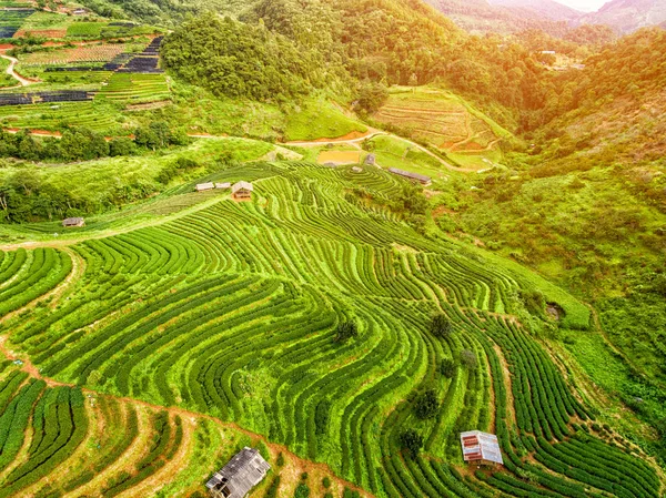Терраса чайных плантаций в высокогорье — стоковое фото