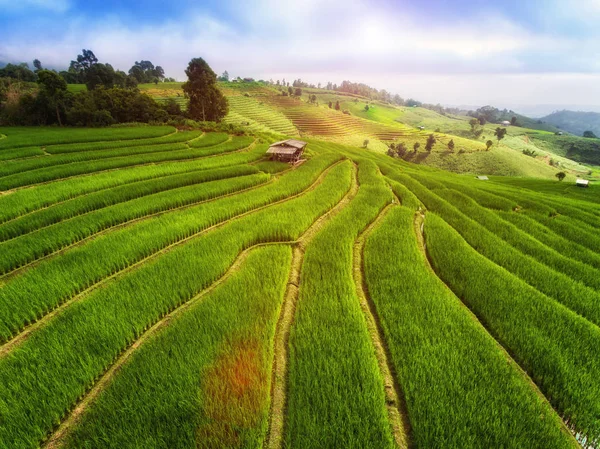 Terraza campo de arroz —  Fotos de Stock