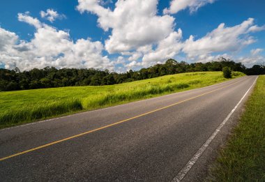 Yol boyunca yeşil çimen