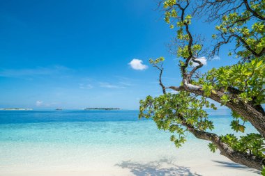 Plaj ön planda ağaçları ile