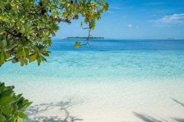 Plaj ön planda ağaçları ile
