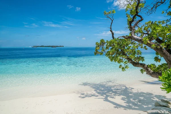 A fák előtérben Beach — Stock Fotó