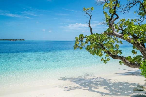 Strand met bomen op voorgrond — Stockfoto