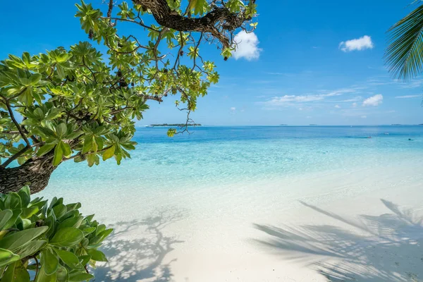 A fák előtérben Beach — Stock Fotó