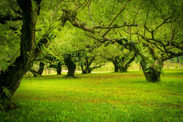 Japanese apricot  garden. Soft focus. — Stock Photo, Image