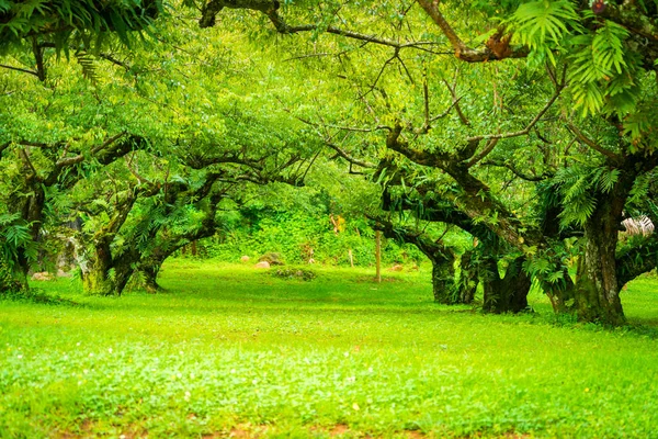 日本杏花园。软焦点. — 图库照片