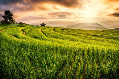 Pirinç alan Chiang Mai