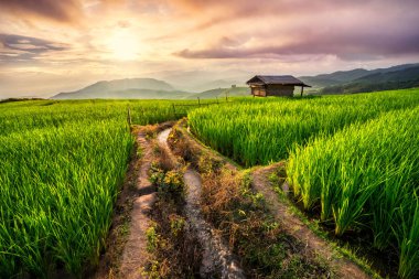 Pirinç alan Chiang Mai