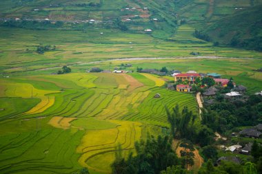 Teraslı pirinç alan de Mu Cang Chai, Vietnam