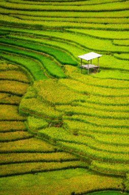 Terraced rice field in Mu Cang Chai, Vietnam clipart