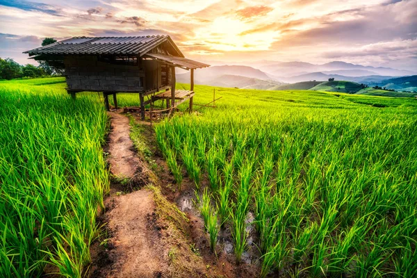 Campo de arroz em Chiang Mai — Fotografia de Stock