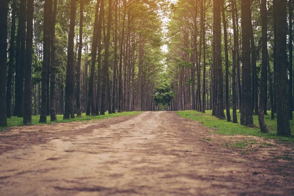 Caminho de estrada em uma floresta de pinheiro — Fotografia de Stock