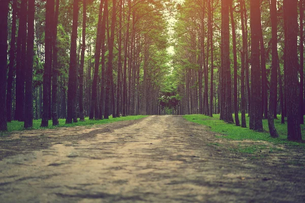 Caminho de estrada em uma floresta de pinheiro — Fotografia de Stock
