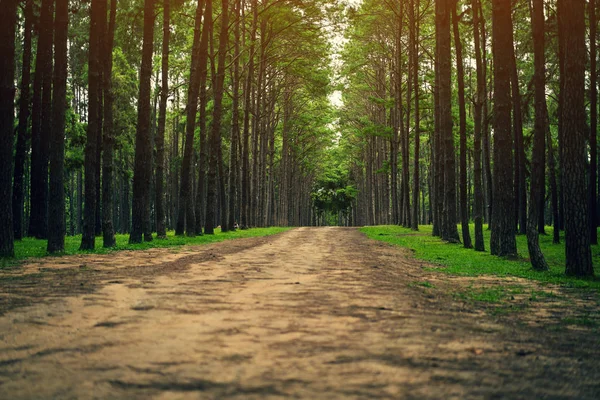 Caminho de estrada em uma floresta de pinheiro — Fotografia de Stock