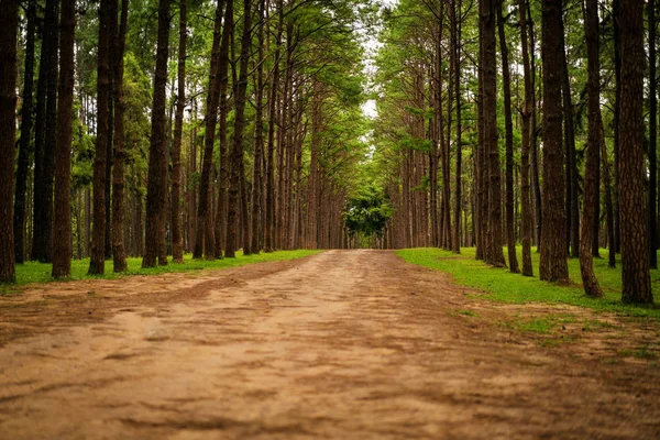 松树林的道路 — 图库照片