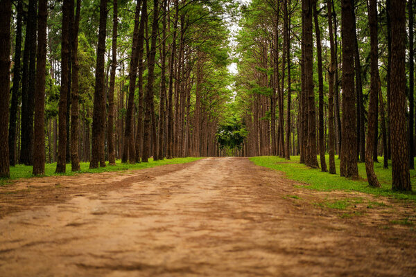 Road path in a pine tree forest
