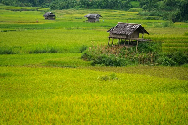 Campo de arroz em terraço em Mu Cang Chai, Vietnã — Fotografia de Stock