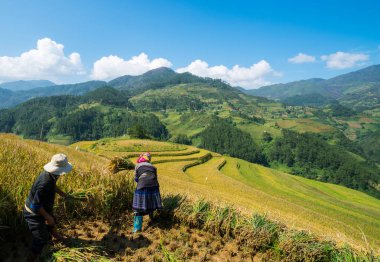 Vietnam çiftçiler Sapa içinde hasat