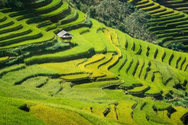 Teraslı pirinç alan de Mu Cang Chai, Vietnam