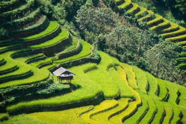 Teraslı pirinç alan de Mu Cang Chai, Vietnam