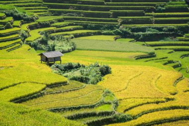 Teraslı pirinç alan de Mu Cang Chai, Vietnam