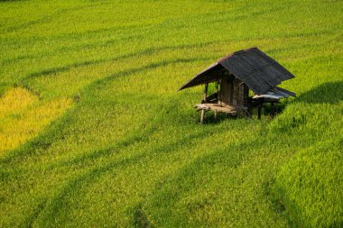 Teraslı pirinç alan de Mu Cang Chai, Vietnam