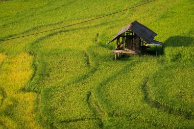 Teraslı pirinç alan de Mu Cang Chai, Vietnam