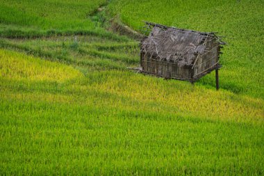 Teraslı pirinç alan de Mu Cang Chai, Vietnam