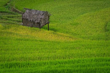Teraslı pirinç alan de Mu Cang Chai, Vietnam