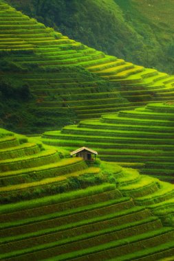 Teraslı pirinç alan de Mu Cang Chai, Vietnam