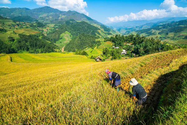 Agricultores vietnamitas estão colhendo em Sapa — Fotografia de Stock