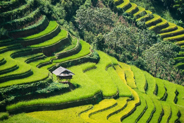 Террасовое рисовое поле в Му Кан Чай, Вьетнам — стоковое фото