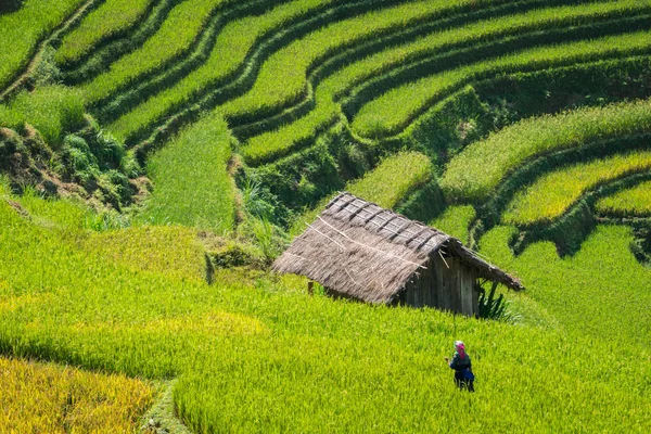 Campo de arroz em terraço em Mu Cang Chai, Vietnã — Fotografia de Stock
