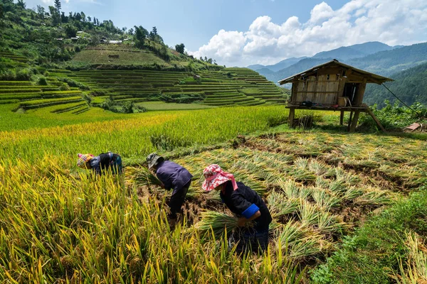 Agricultores vietnamitas estão colhendo em Sapa — Fotografia de Stock