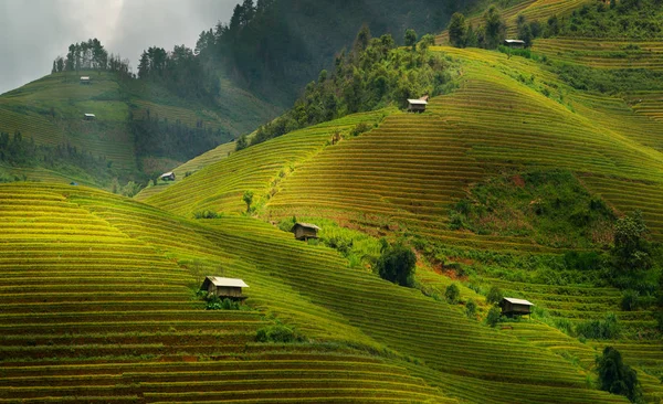 Campo de arroz em terraço em Mu Cang Chai, Vietnã — Fotografia de Stock