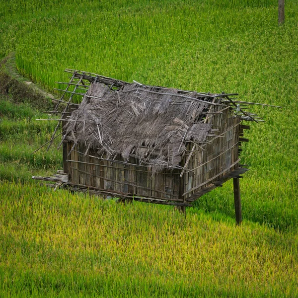 Teraslı pirinç alan de Mu Cang Chai, Vietnam