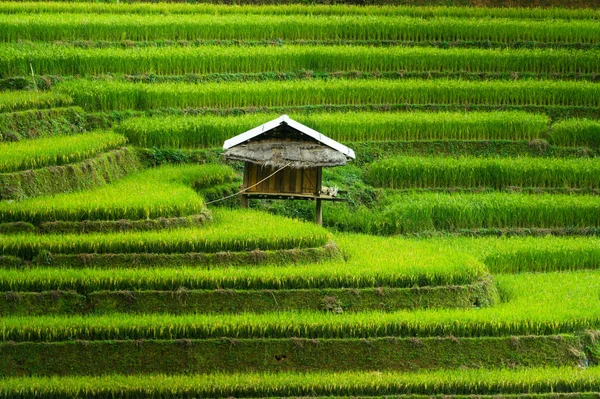 Campo de arroz em terraço em Mu Cang Chai, Vietnã — Fotografia de Stock