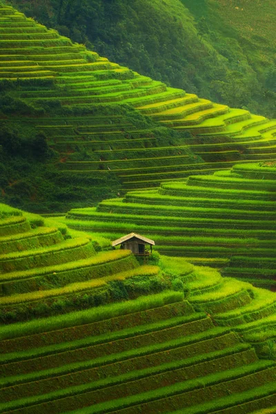 Teraslı pirinç alan de Mu Cang Chai, Vietnam — Stok fotoğraf