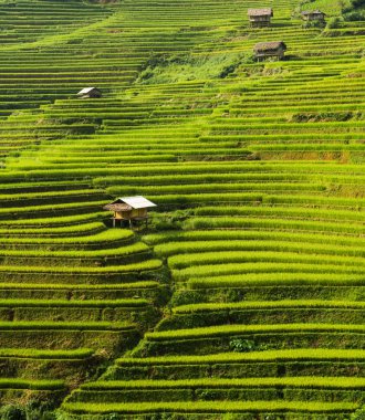 Teraslı pirinç alan de Mu Cang Chai, Vietnam