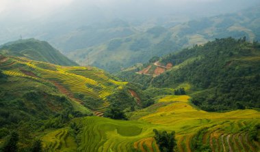 Teraslı pirinç alan Sapa, Vietnam