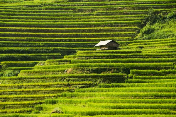 Campo de arroz em terraço em Mu Cang Chai, Vietnã — Fotografia de Stock